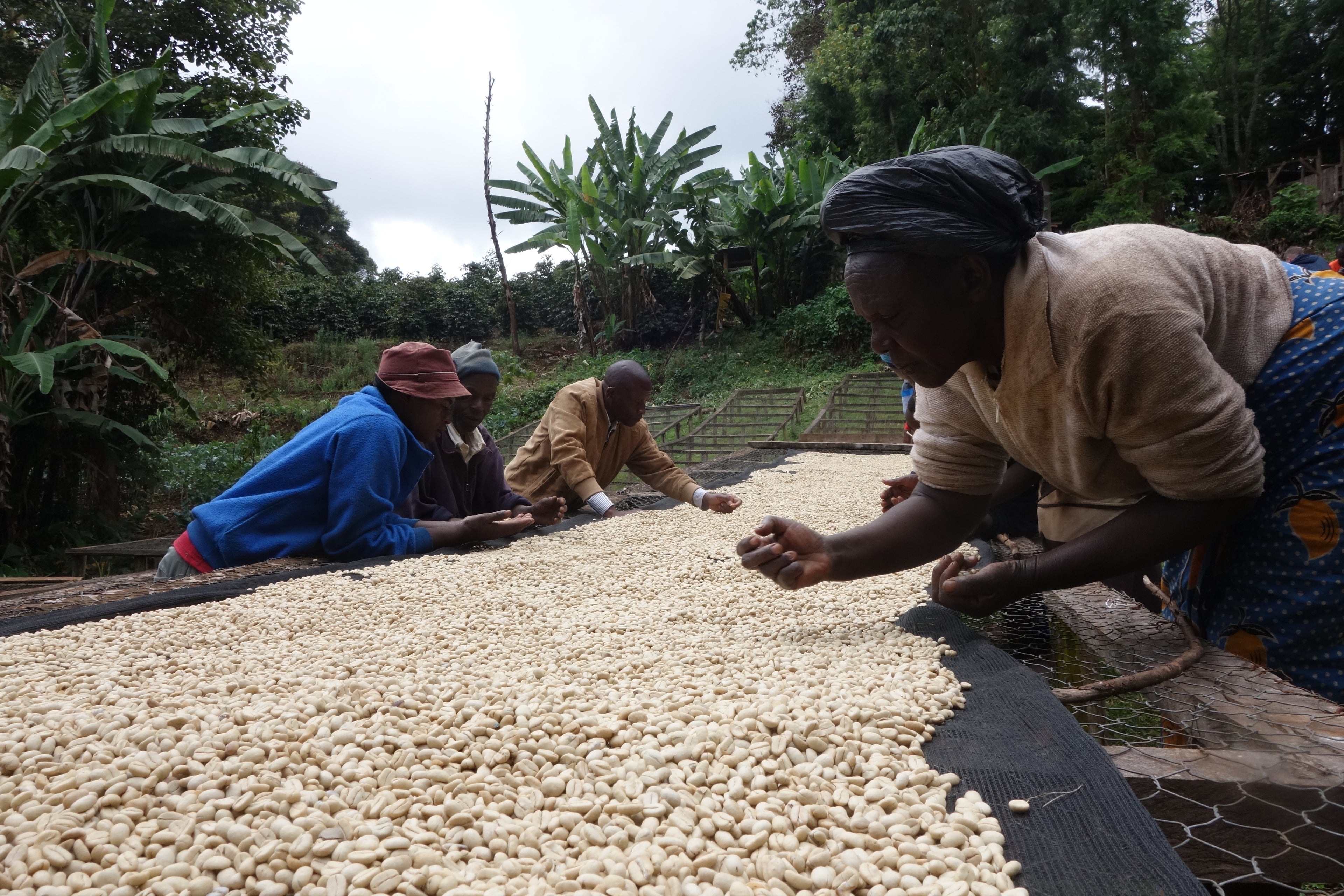 Coffee farmers sorting coffee green beans