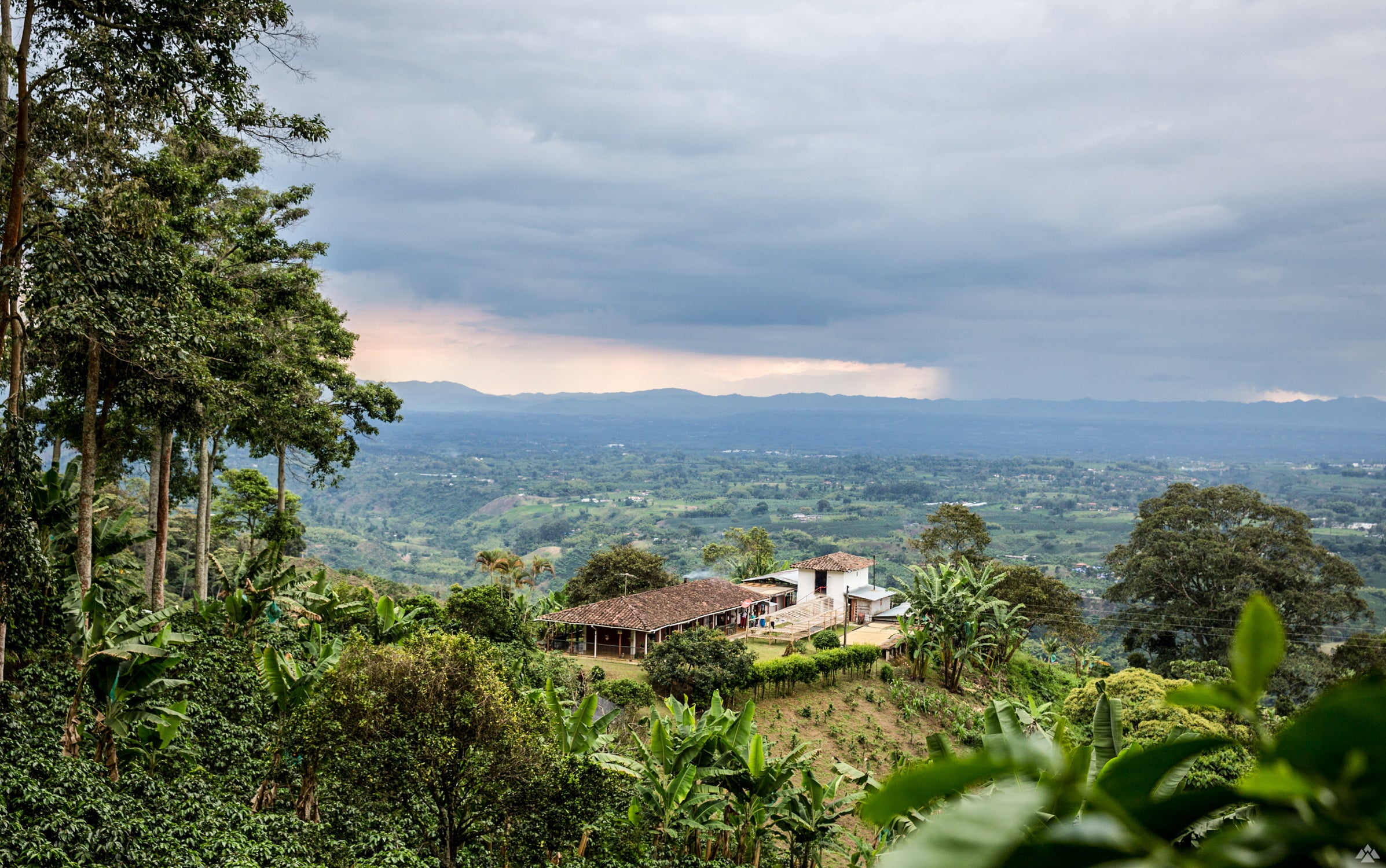 Colombia Coffee farm