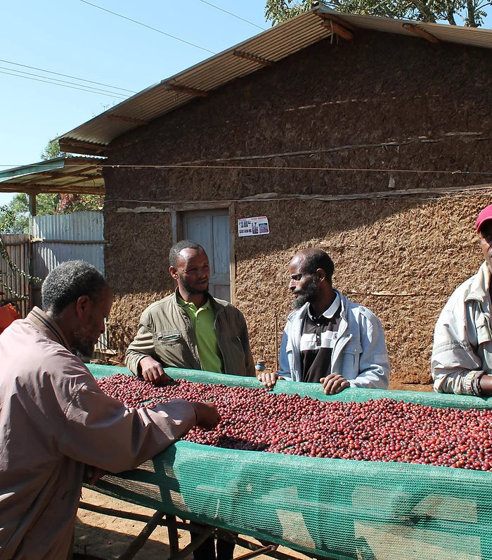 Coffee farmers sorting through coffee cherries